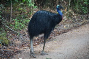 Read more about the article Top End & Far North Queensland